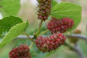 Red Mulberry - Morus Rubra