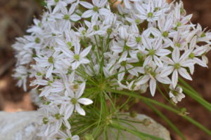 Naples Garlic - Allium neapolitanum