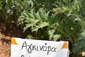 Artichoke - Cynara scolymus